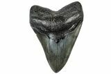 Fossil Megalodon Tooth - South Carolina #307436-1